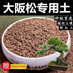 大阪松土松树专用土天然风化土风化石赤玉土盆景土颗粒土种生桩土