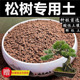松树土黑松五针松大阪松黄山松马尾松专用土风化土赤玉土种植土