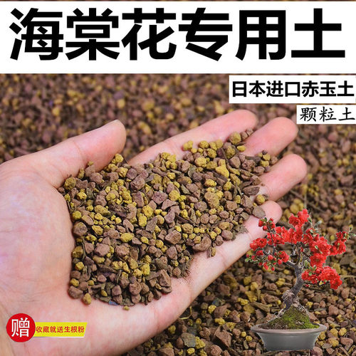 海棠花专用土赤玉土风化土种植土