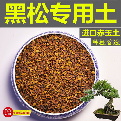 黑松专用风化颗粒土酸性盆景种植