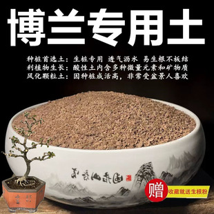 博兰专用土颗粒土风化土风化石营养土盆景土赤玉土酸性土种植土