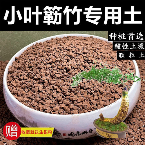 小叶簕竹土勒竹乐竹种竹子专用土天然风化土赤玉土颗粒土种生桩土