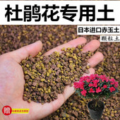 杜鹃花专用土赤玉土酸性颗粒土风化土营养粒有机营养土盆景种植土