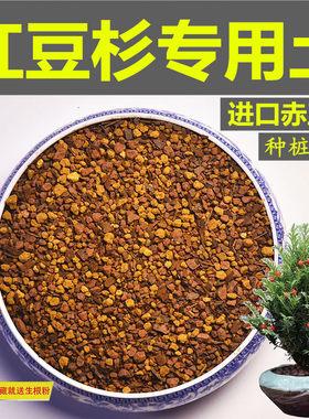 红豆杉专用土赤玉土风化颗粒土泥炭土营养粒酸性土杉树盆景种植土