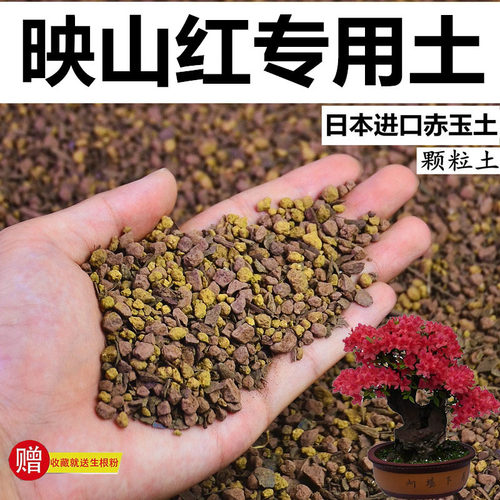 映山红盆景颗粒土风化土酸性土