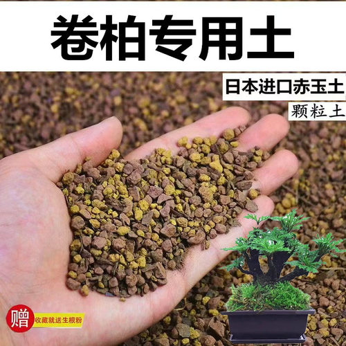 卷柏专用土赤玉土风化颗粒土孢菌营养粒酸性土桌面盆栽营养种植土