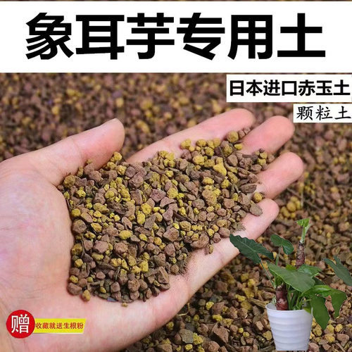 象耳芋专用土赤玉土风化颗粒土孢菌营养粒酸性土盆栽营养种植土