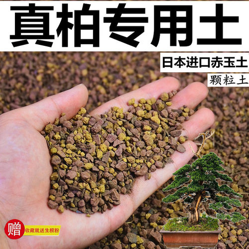 真柏土专用土赤玉土风化颗粒土营养土柏树盆景土种植土玉肥有机肥