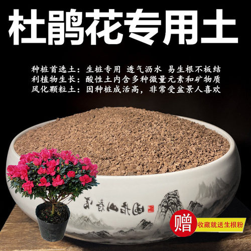 杜鹃花专用土颗粒土风化土风化石营养土盆景土赤玉土酸性土种植土