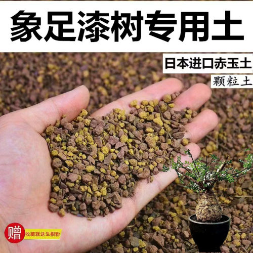 象足漆树专用土赤玉土风化颗粒土营养粒酸性土花营养土盆栽种植土