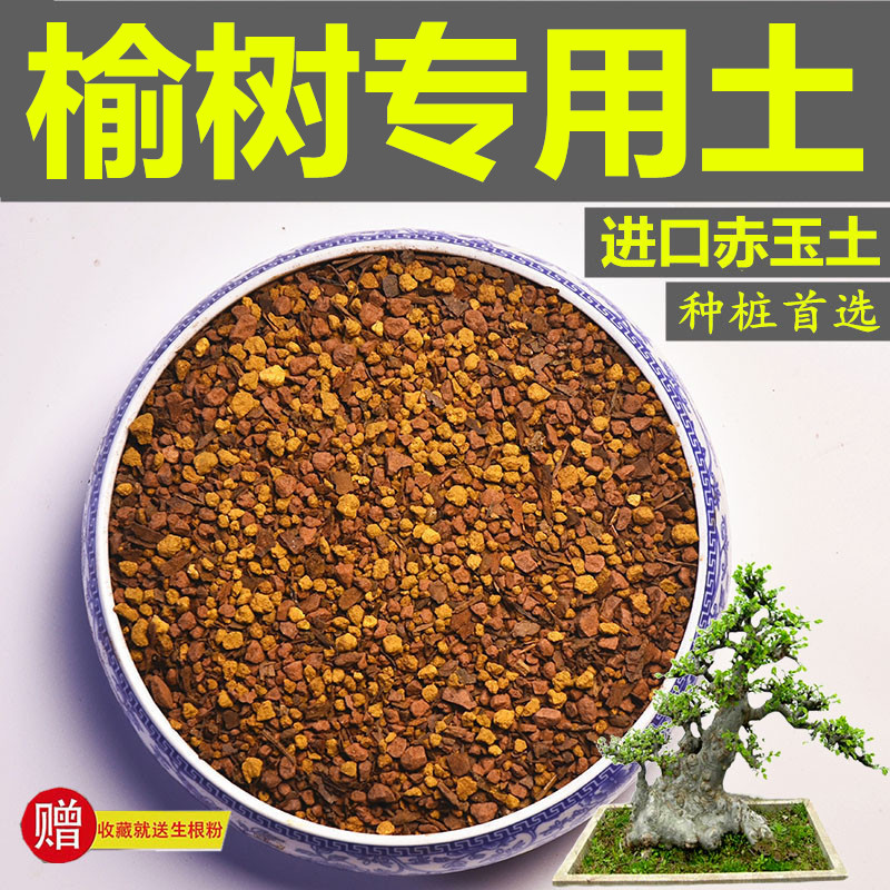 榆树盆景风化颗粒土酸性种植土