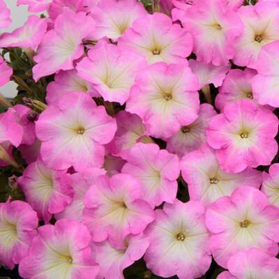 坂田进口矮牵牛花种子耐热包对版