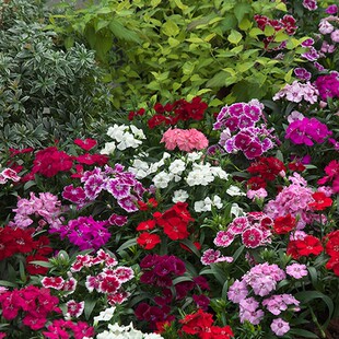 日本进口石竹花种籽子种子花籽 TAKII繁星系列 耐寒多年生花卉