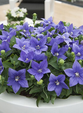 日本SAKATA进口矮生桔梗种子花籽花种五星系列耐热耐寒宿根多年生