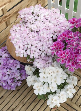 日本SAKATA进口别春花古代稀种子花籽花种籽 华丽锦缎 春季开花