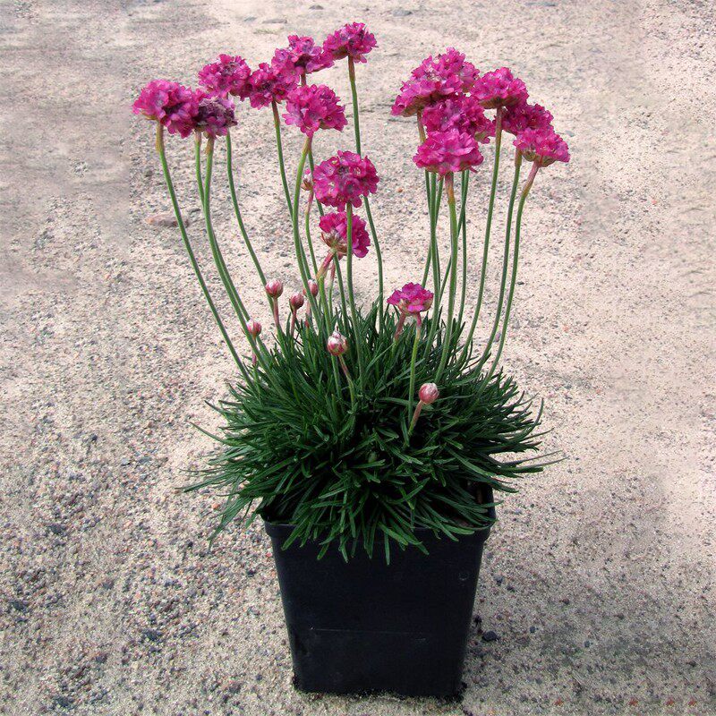 德国班纳利进口海石竹种子花籽花种籽 启明星系列 耐寒宿根多年生