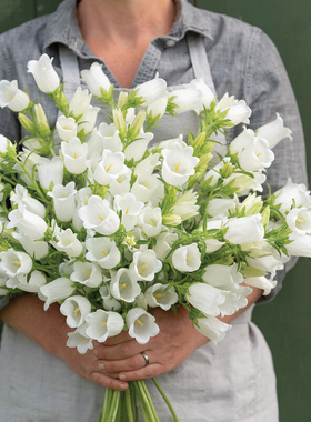 日本SAKATA进口切花风铃草花种子花籽种籽 冠军贝贝系列 春季开花