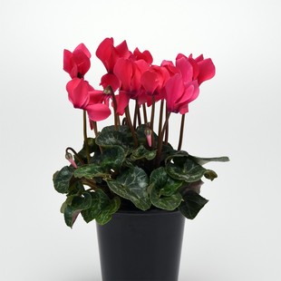 泛美进口仙客来花籽种子 珠宝古董油房湾村参赛