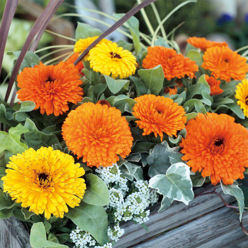 进口金盏菊花种子花籽花种 日本坂田海中女神系列 耐寒冬春季开花