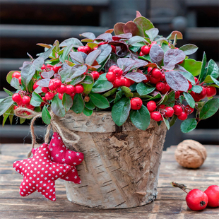 班纳利进口平铺白珠树花种子种籽 圣诞果系列 红色浆果 耐寒耐热