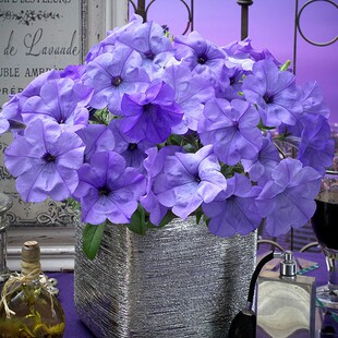 日本进口垂吊矮牵牛种子花籽花种 夜来香系列 匍匐生长 芳香花型