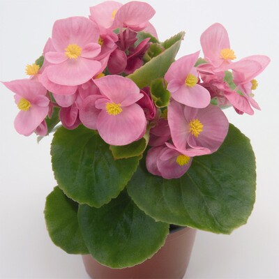 进口春夏秋开花四季海棠花籽种子