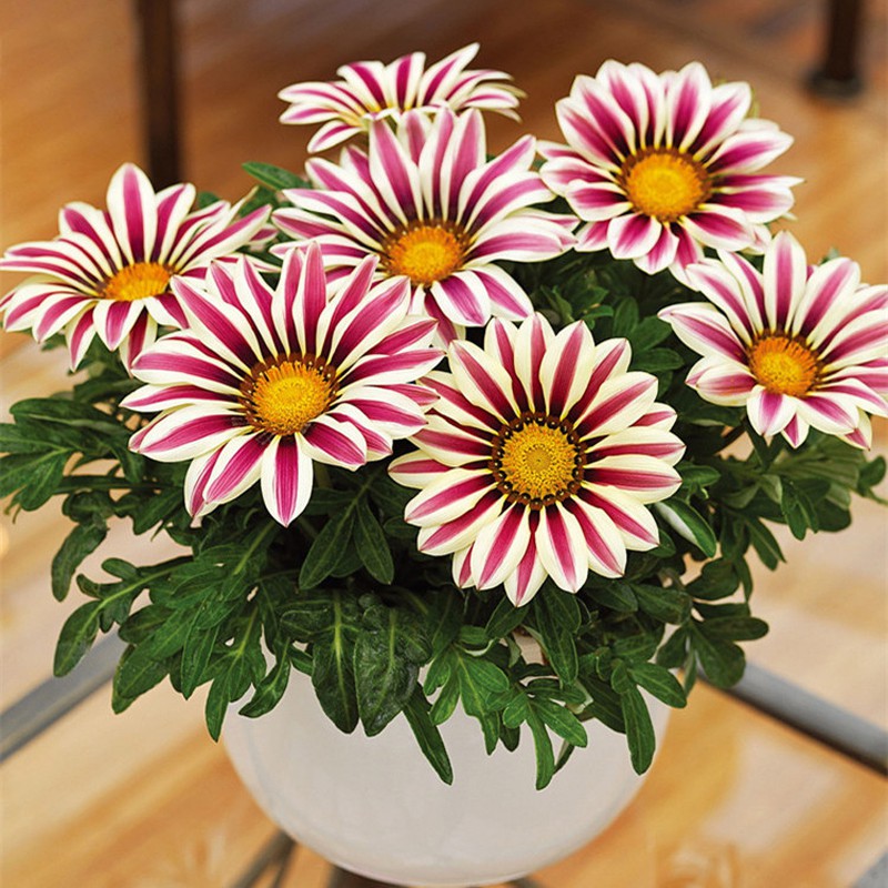 春夏秋开花进口勋章菊种子耐热图片