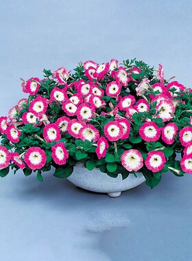 进口蔓生垂吊矮牵牛种子花籽花种 坂田SAKATA航海家 室内外花种籽