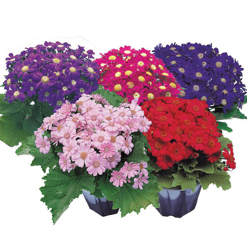 TAKII进口瓜叶菊花种子春季开花