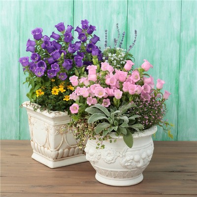 日本蓝色风铃草草花花种种子