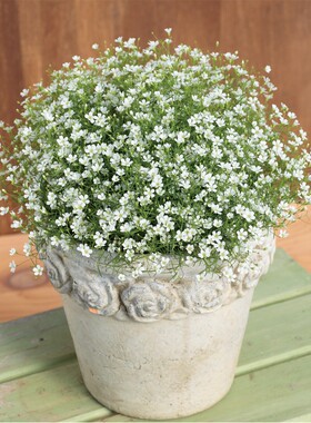 进口重瓣满天星种子种孑花种子种籽子花籽 SAKATA吉普赛 春秋播种