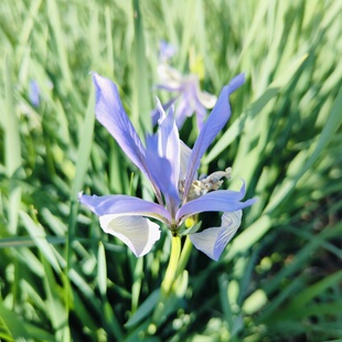 马兰花马莲马蔺小苗盆栽苗宿根植物庭院花园绿化耐寒耐旱易成活