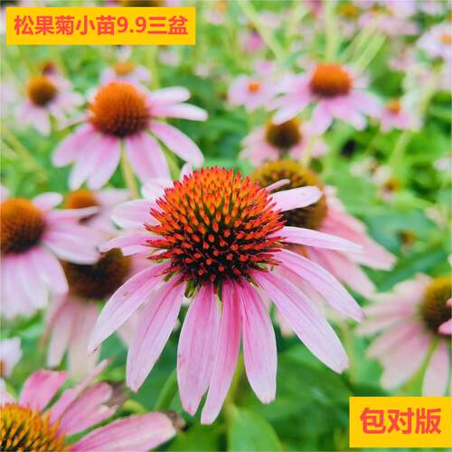 松果菊盆栽苗苗开花多生