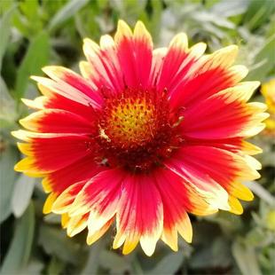 天人菊盆栽花苗虎皮菊多年生宿根植物庭院户外耐寒耐热花卉绿植