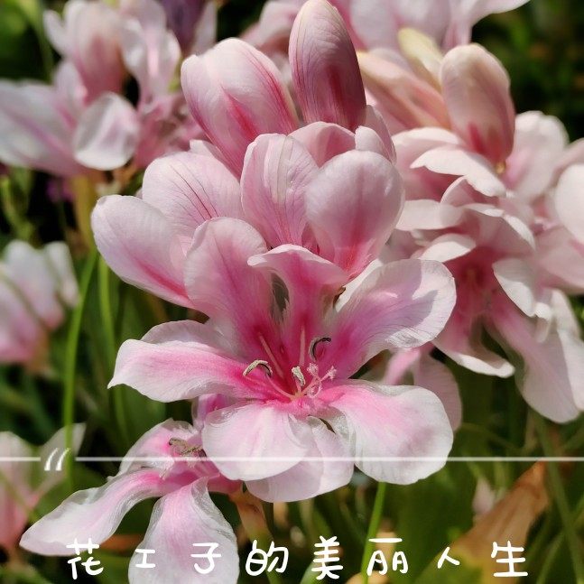 原生秋植球根植物美丽鸢尾兰种球易种 tritonia squalida