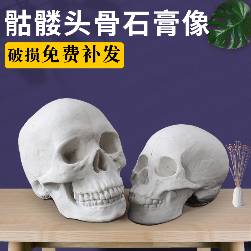 石膏头骨男女头骨树脂仿真骷髅头美术医学教具几何体头像静物素描