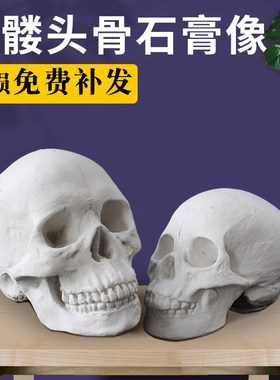 男女头骨石膏像美术医学模型