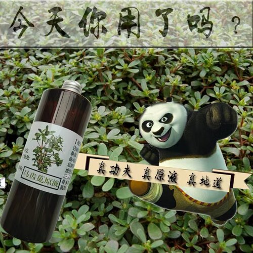 不放一滴水纯马齿苋原液没有添加剂比纯露更浓植物细胞液