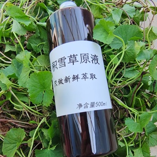 现做现发不加一滴水萃取积雪草雷公根原液细胞液纯露浓缩精华液