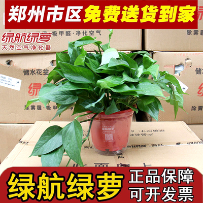 正品优航绿萝盆栽大叶长藤绿箩自吸水花盆室内新房绿植净化空气