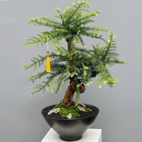 祝寿不老松澳洲杉高端盆景礼品