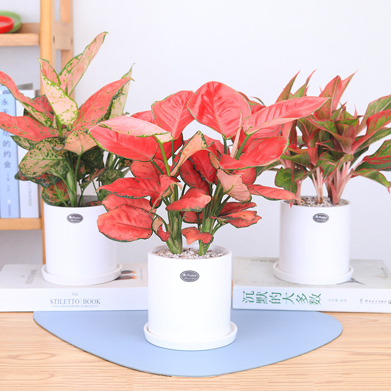 如意皇后吉利红盆栽竹宇万年青彩叶花叶盆栽吸甲醛净化空气桌面花