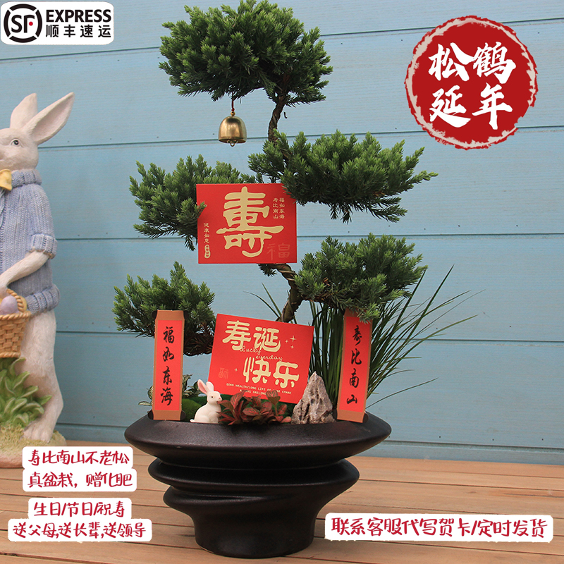顺丰包邮五层塔松盆栽老师乔迁新居开业礼物松树盆景室内植物真松