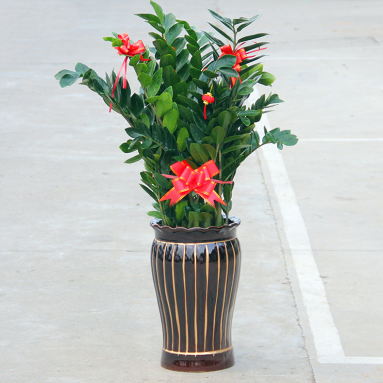 金钱树摇钱树室内盆栽开业乔迁送礼办公绿植耐阴盆栽净化空气