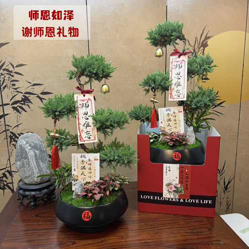 五层塔松盆景教师节送老师生日祝寿乔迁开业退休送父亲长辈青松礼
