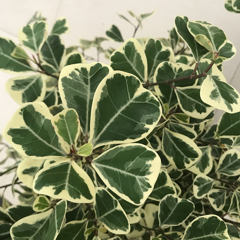 花叶三角榕心叶榕斑叶三角榕美观好养耐热