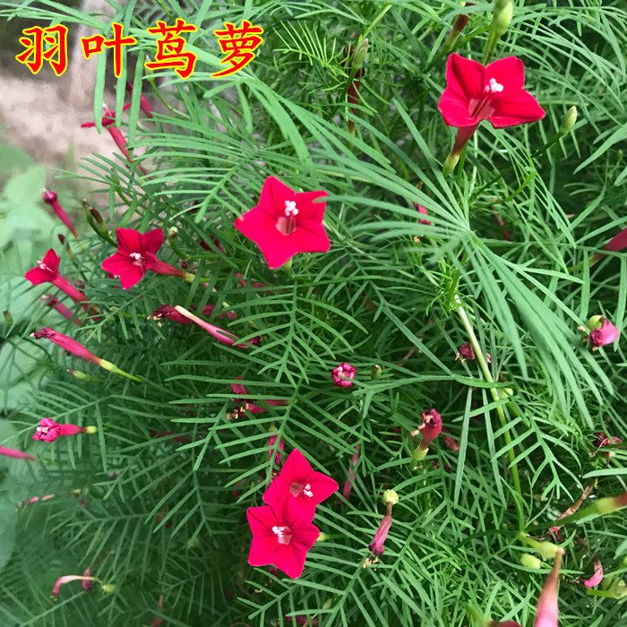 羽叶茑萝种子爬藤花卉种籽五角星花夏季易种阳台盆栽爬墙室外庭院