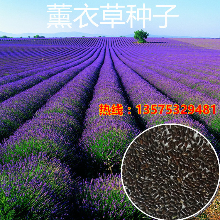 波斯菊易活景观花卉薰衣草种子