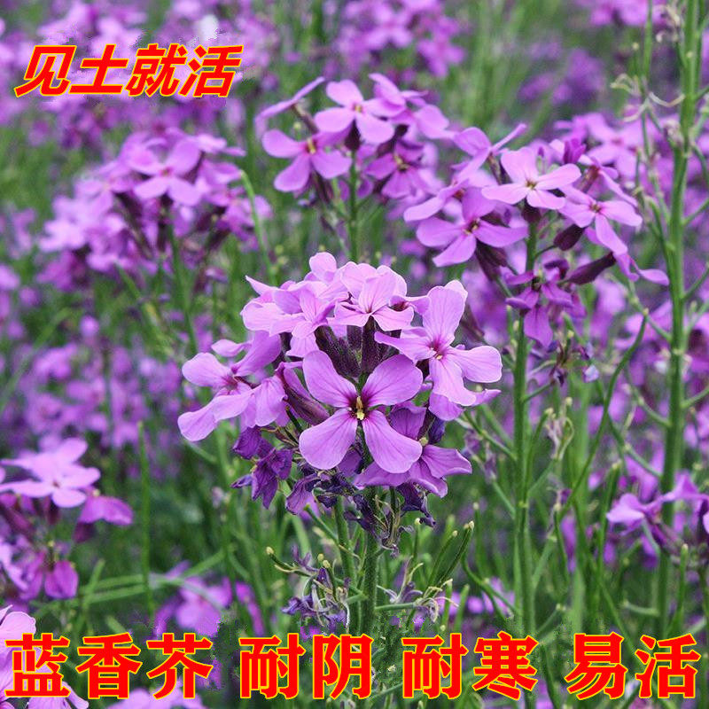 蓝香芥种子花种子四季易活花海花卉欧亚香花芥花籽庭院盆栽兰花