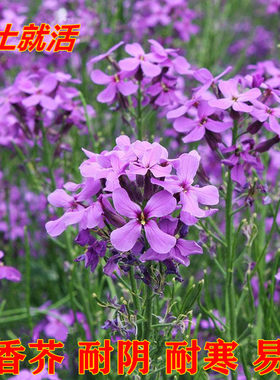 蓝香芥四季易活庭院盆栽花种子
